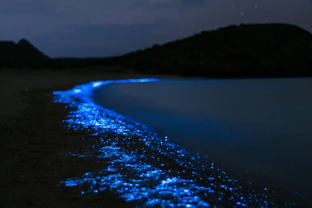 Bioluminescent trail glowing blue in dark water at night