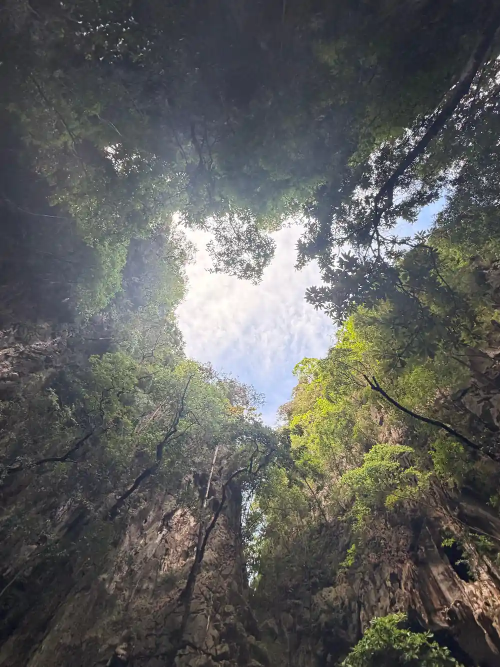 Looking up at canopy of tall trees in dense forest