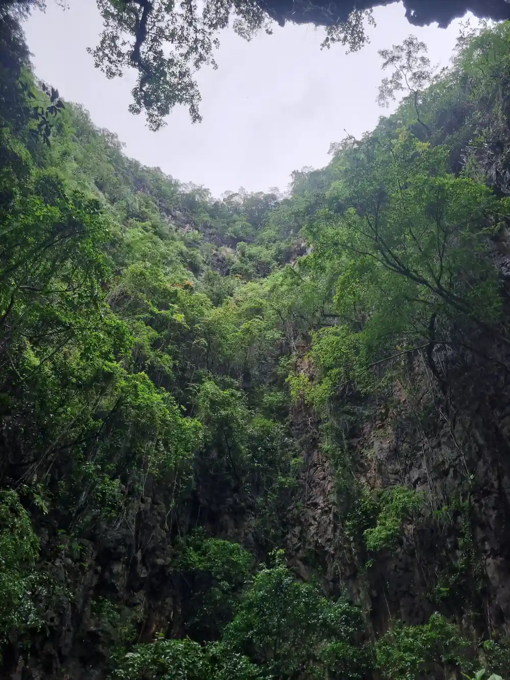 Lush green canyon with vertical rock walls