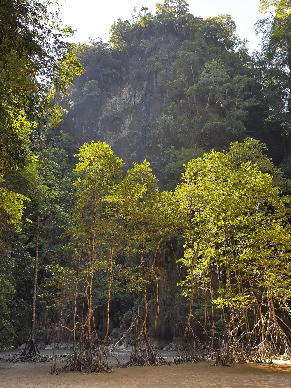 Mangrove forest with tall trees and exposed root systems