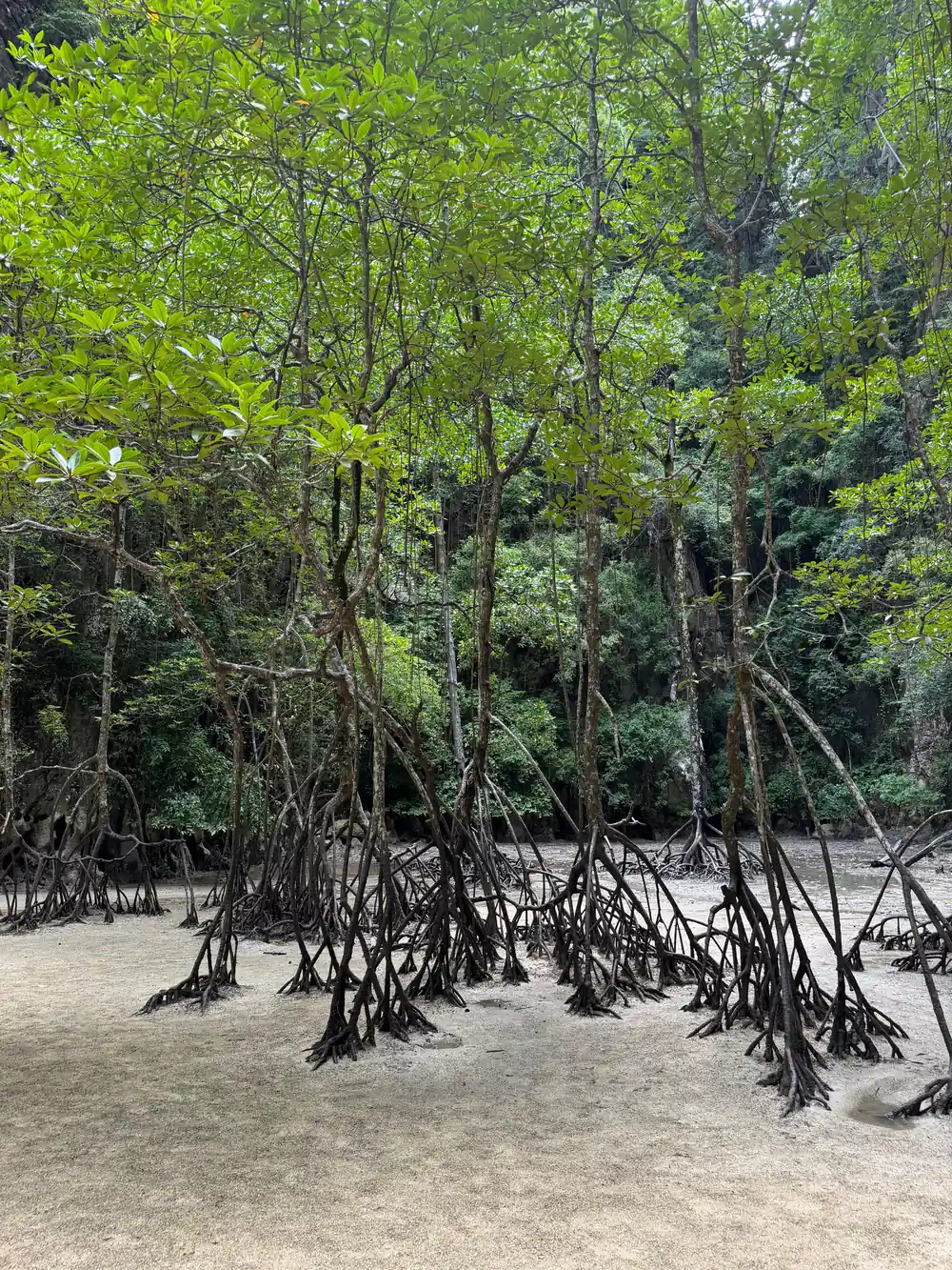 Mangrove trees with exposed roots on sandy beach
